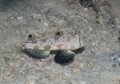 rockmover wrasse